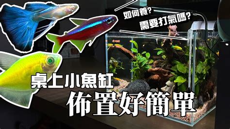 易養魚|【易養魚】新手入門必看！5款懶人必備超好養的觀賞魚 – 每日新。